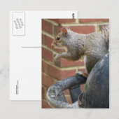 Trashcan Squirrel Briefkaart (Voorkant / Achterkant)