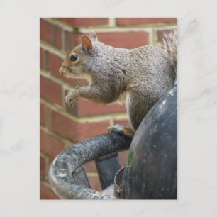 Trashcan Squirrel Briefkaart