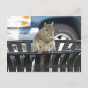 Trashcan Squirrel Briefkaart