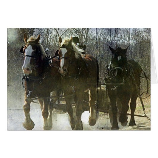 Travaux Amish Drafts (Devant horizontal)