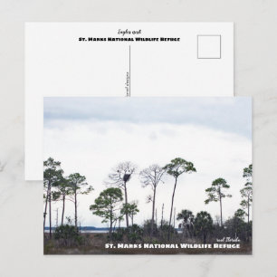 Travel   Florida - Eagles Nest, St. Marks Wildlife Briefkaart