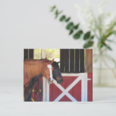 Traversée - Chevaux à la carte postale stable (Debout devant)