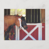 Traversée - Chevaux à la carte postale stable (Devant)