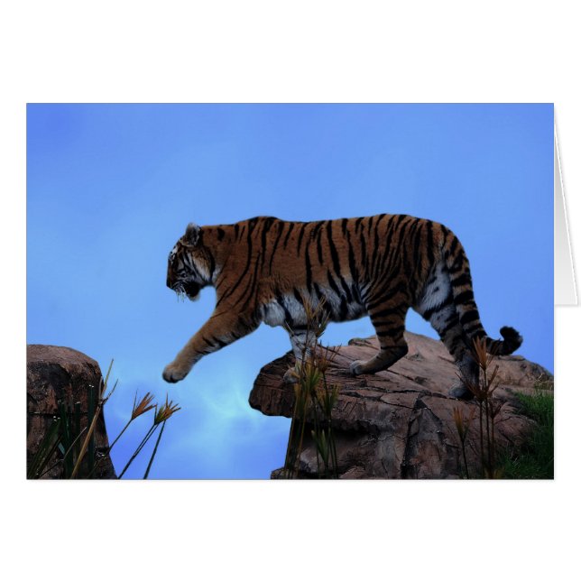 Traversée de tigre (Devant horizontal)