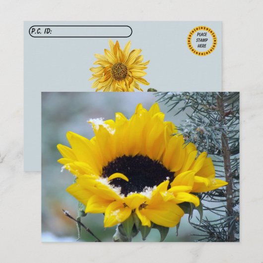 Traversée - Tournesol dans la carte postale de nei (Devant / Derrière)
