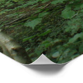 Traverser la Green Forest Poster (Coin)