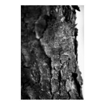 Tree Bark Macro Zwart en Wit