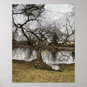 Tree by Pond Poster