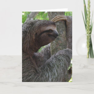 Tree Climbing Sloth Wenskaart Kaart
