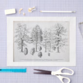 Tree Ephemera Decoupage Pine cone Tissuepapier (Craft)