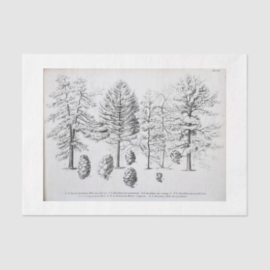 Tree Ephemera Decoupage Pine cone Tissuepapier (Voorkant)