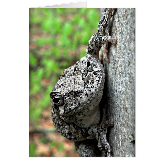 Tree Frog (Voorkant)