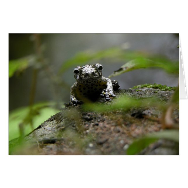 Tree Frog (Voorkant Horizontaal)