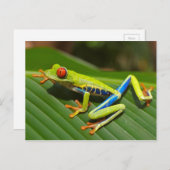 Tree Frog Briefkaart (Voorkant / Achterkant)