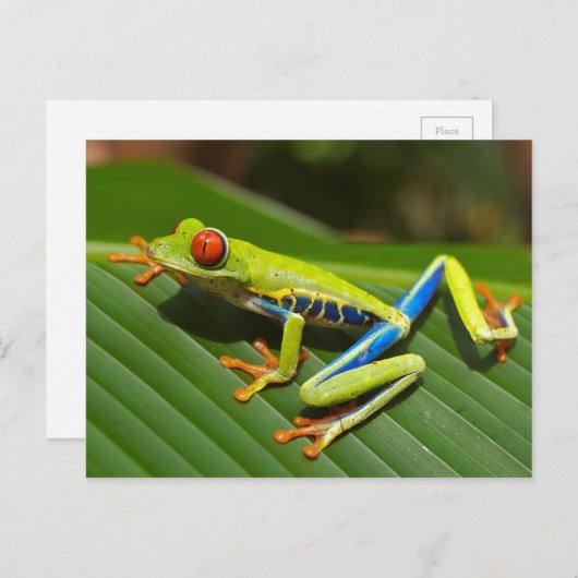 Tree Frog Briefkaart (Voorkant / Achterkant)