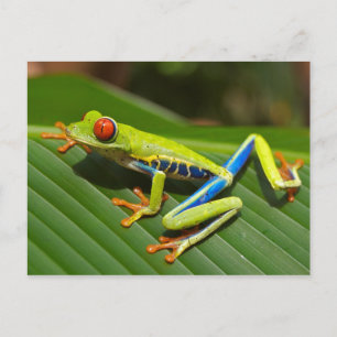 Tree Frog Briefkaart