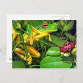Tree Frog Briefkaart (Voorkant / Achterkant)