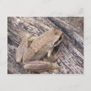Tree Frog Briefkaart