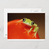 tree frog briefkaart (Voorkant / Achterkant)