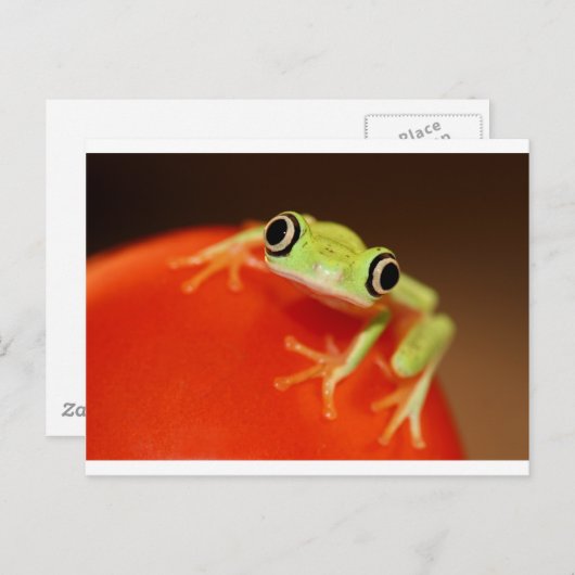tree frog briefkaart (Voorkant / Achterkant)