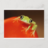 tree frog briefkaart (Voorkant)