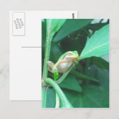 Tree Frog Briefkaart (Voorkant / Achterkant)