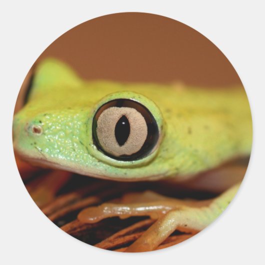 tree frog ronde sticker (Voorkant)