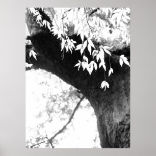 Tree l Still Nature l Photography Poster