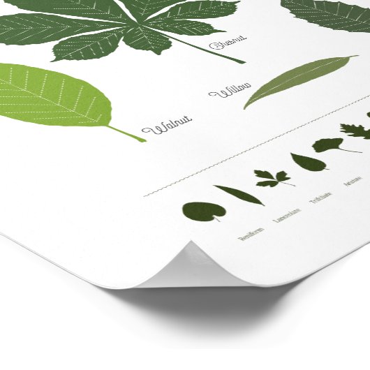 TREE LEAVES poster (Coin)