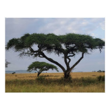 Tree Love