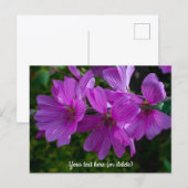 Tree Mallow Postcard Briefkaart (Voorkant / Achterkant)