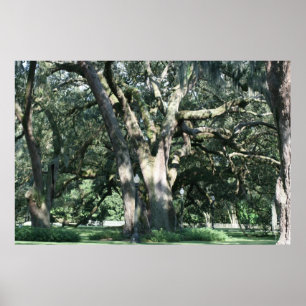 Tree of Ages Foto Poster