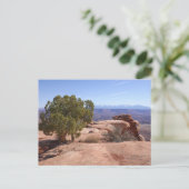 Tree Out of Red Rocks II at Canyonlands Briefkaart (Staand voorkant)