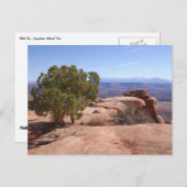 Tree Out of Red Rocks II at Canyonlands Briefkaart (Voorkant / Achterkant)