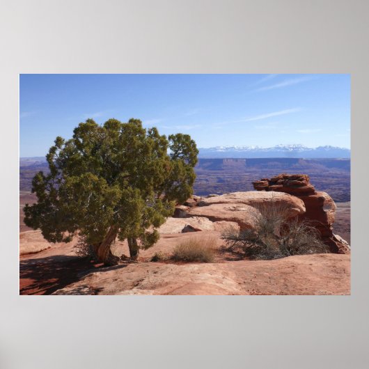 Tree Out of Red Rocks II at Canyonlands Poster (Voorkant)