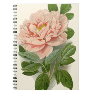 Tree Peony – Elegant Botanisch Ontwerp Notitieboek