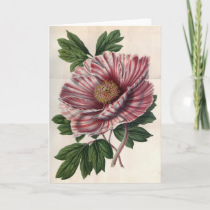 Tree Peony Note Card Kaart