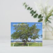 Tree Pier Chaises Ocean Florida Carte postale (Debout devant)