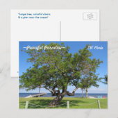 Tree Pier Chaises Ocean Florida Carte postale (Devant / Derrière)