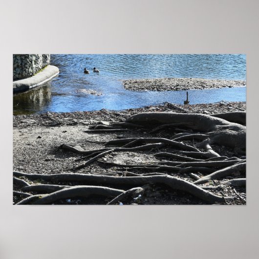 Tree Roots Foto Poster (Voorkant)