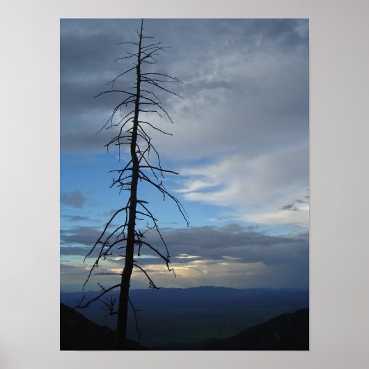 Tree Silhouette Poster (Voorkant)