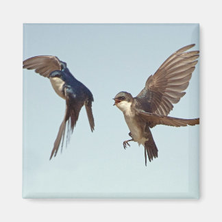 Tree Swallow Chase Magnet Magneet