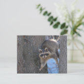 Treed Coon ~ carte postale (Debout devant)