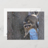 Treed Coon ~ carte postale (Devant / Derrière)