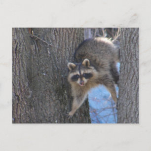 Treed Coon ~ carte postale