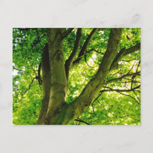 Treee Briefkaart