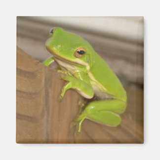 TreeFrog1 magneet