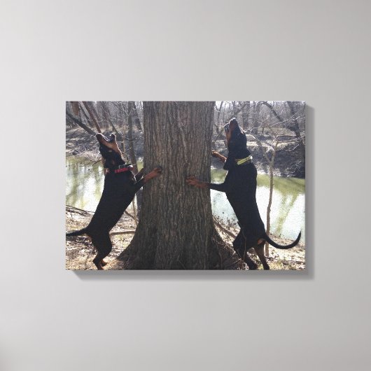 Treeing Coon Hounds Canvas (Voorkant)