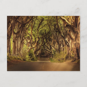 Trees Covering Road in Noord-Ierland Briefkaart