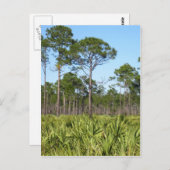 Trees en Saw Palmettos Briefkaart (Voorkant / Achterkant)